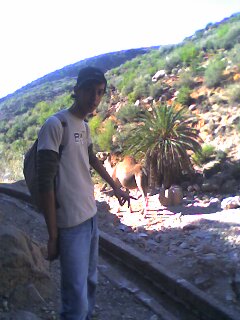 attentin le dromadaire